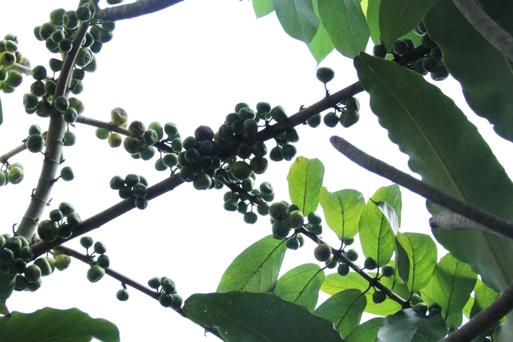 Image of genus Ficus specimen.