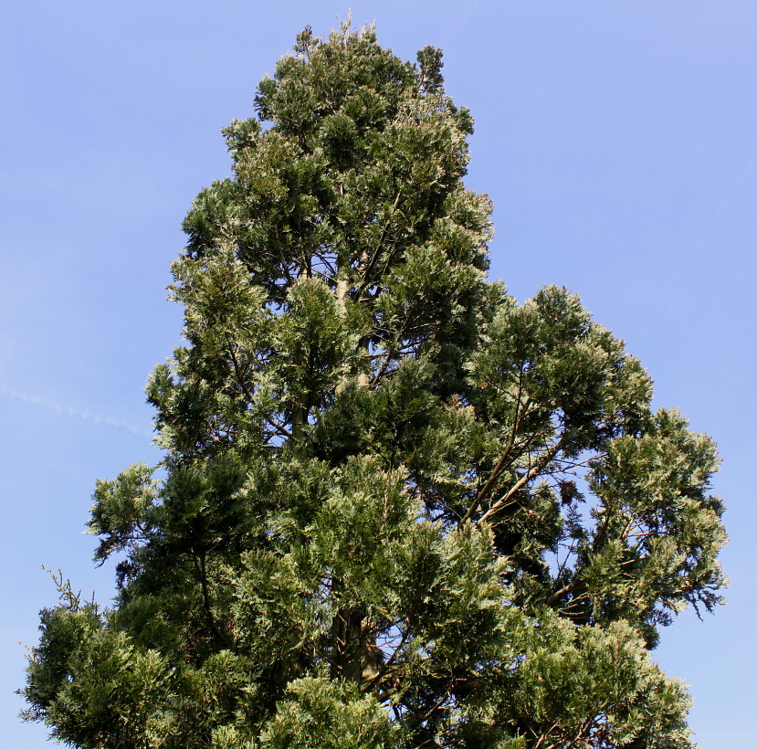 Image of Austrocedrus chilensis specimen.