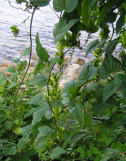 Image of Dioscorea nipponica specimen.