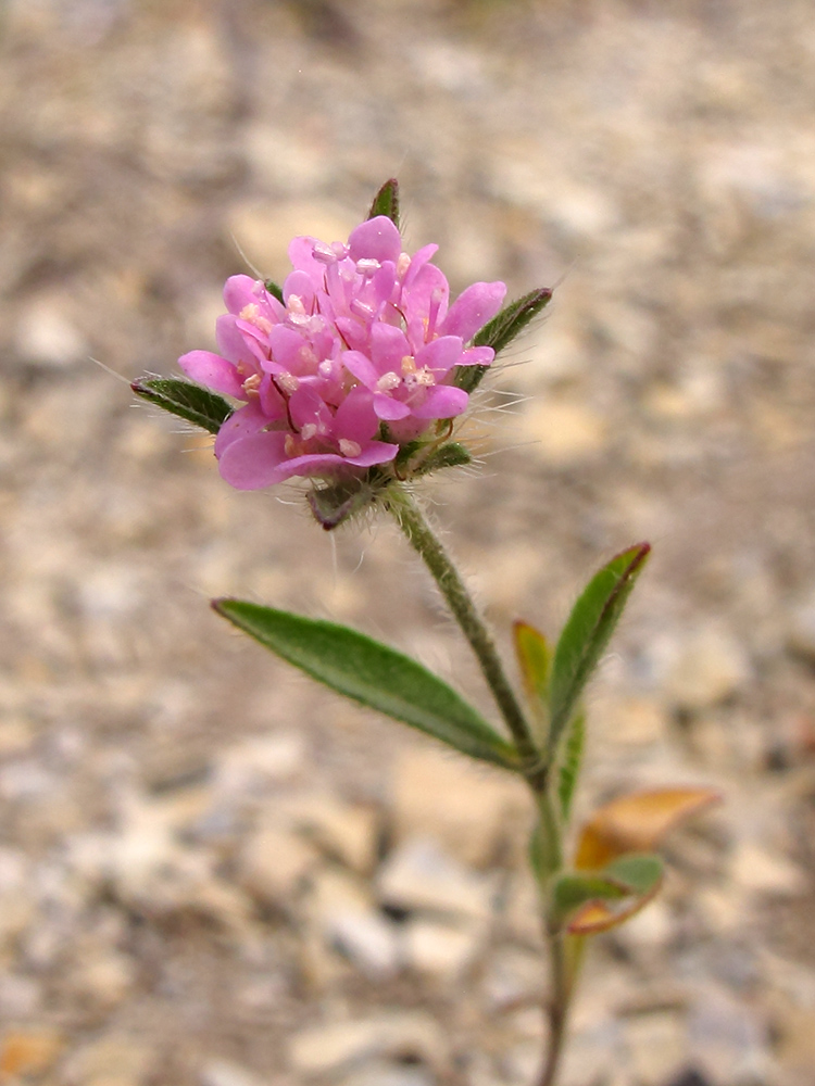 Image of Lomelosia micrantha specimen.