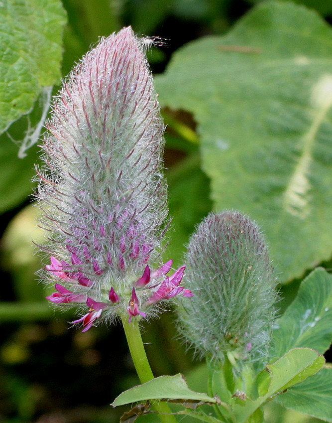 Image of Trifolium rubens specimen.