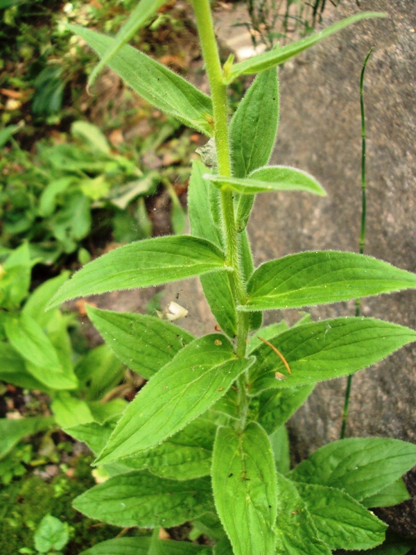 Image of Digitalis grandiflora specimen.