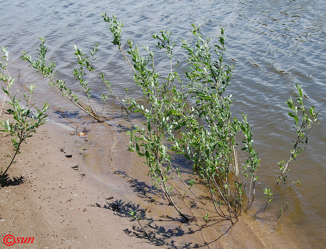 Image of genus Salix specimen.