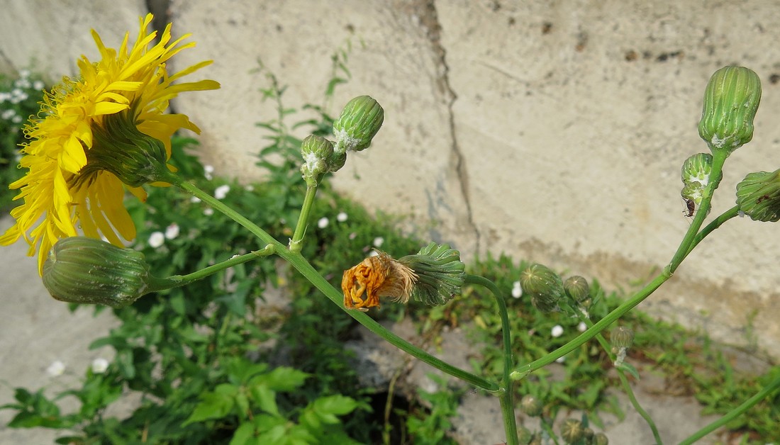 Image of Sonchus arvensis ssp. uliginosus specimen.