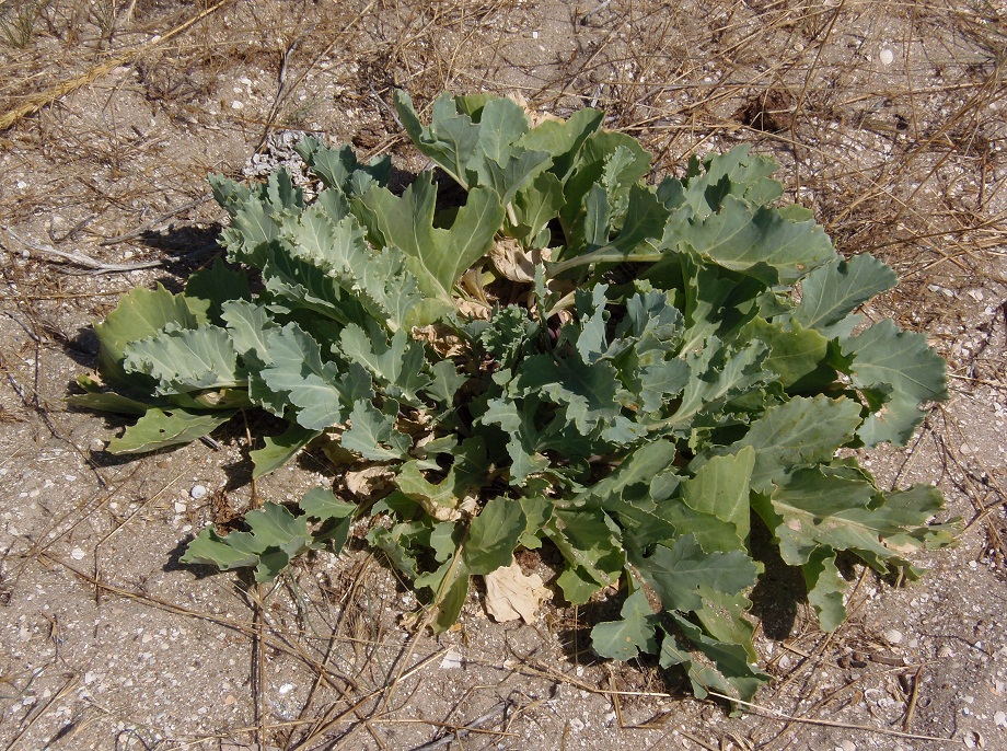 Image of Crambe maritima specimen.