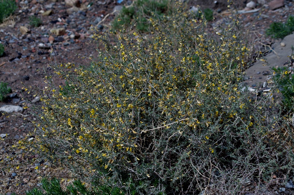 Image of genus Caragana specimen.