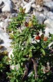 Смотреть изображение Putoria calabrica