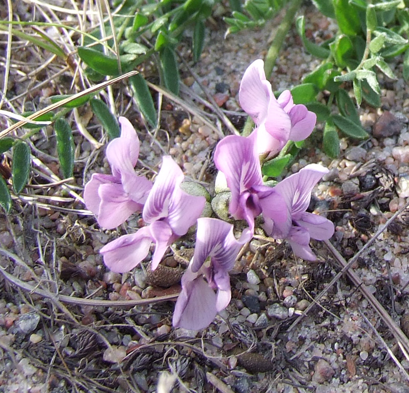 Изображение особи Oxytropis sordida.