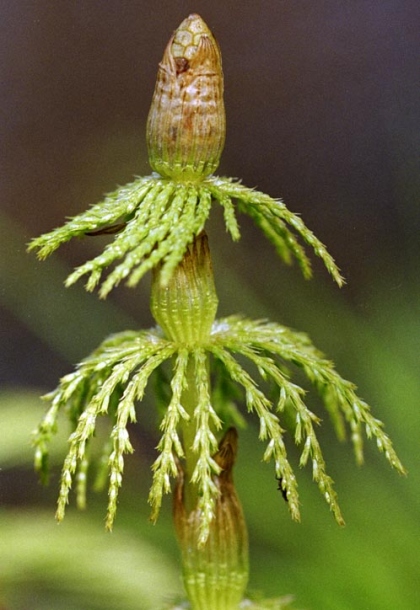 Image of Equisetum sylvaticum specimen.