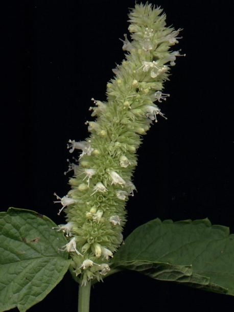 Image of Agastache rugosa specimen.