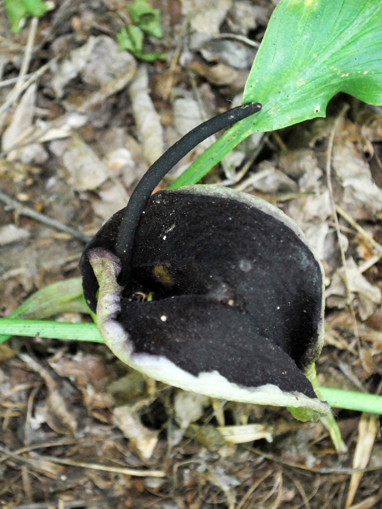 Image of Eminium lehmannii specimen.