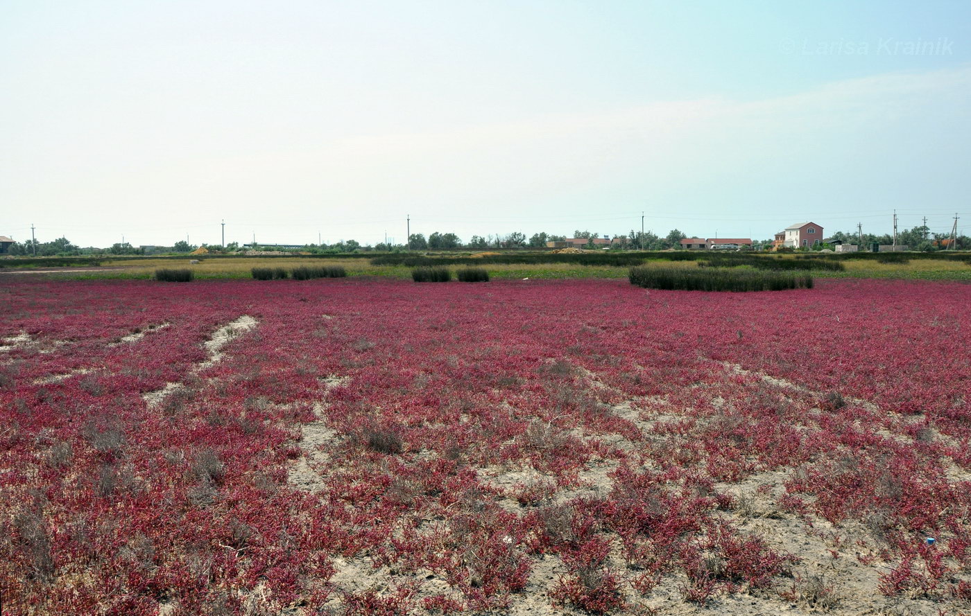 Изображение особи Salicornia perennans.