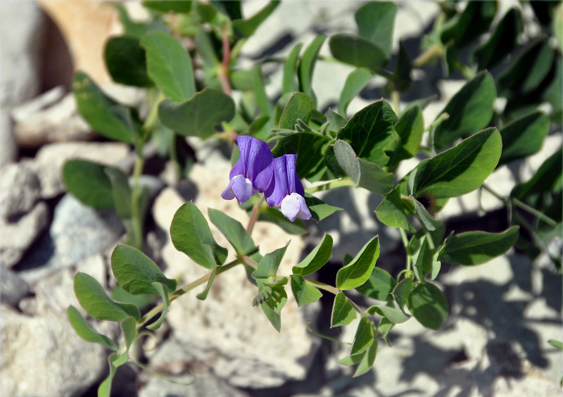 Image of Lathyrus japonicus specimen.