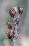 Aconitum septentrionale