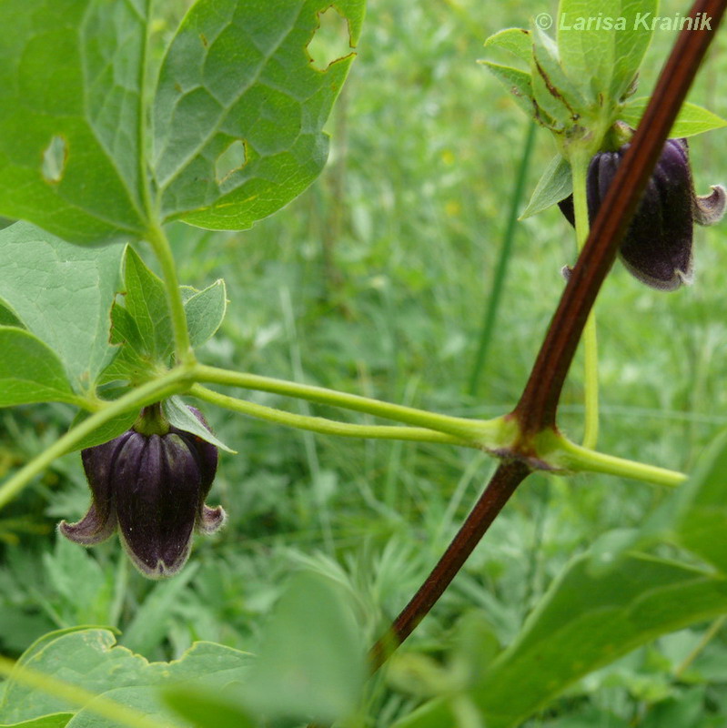 Image of Clematis fusca specimen.