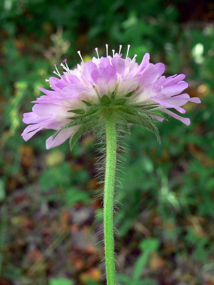 Изображение особи Knautia arvensis.