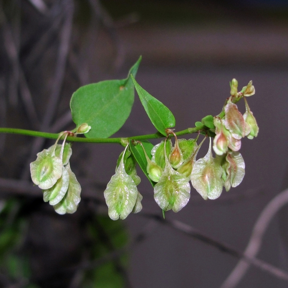 Image of Fallopia dumetorum specimen.