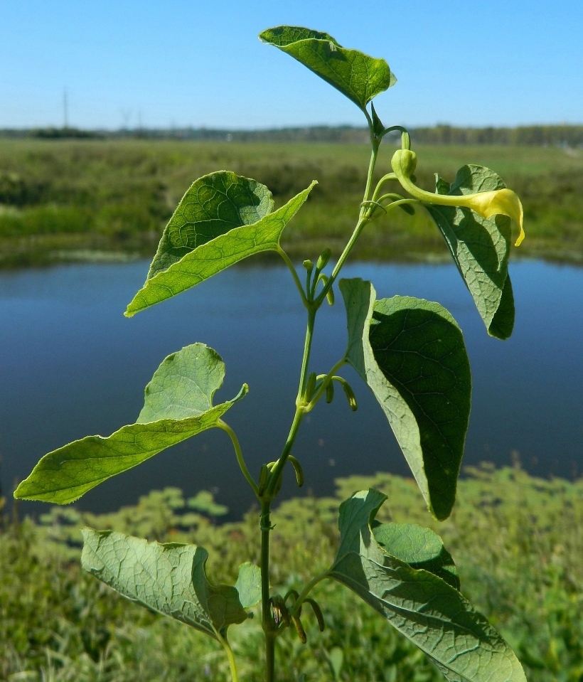 Изображение особи Aristolochia clematitis.