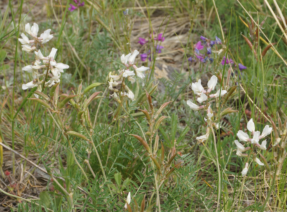 Image of Oxytropis teres specimen.