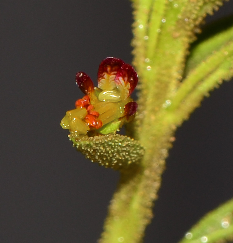 Image of Cleome amblyocarpa specimen.