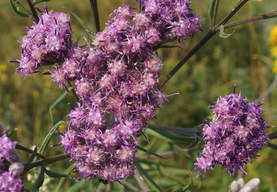 Image of Saussurea elata specimen.