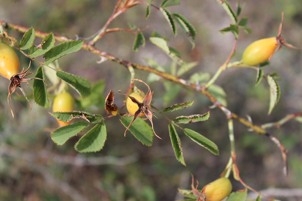 Image of genus Rosa specimen.