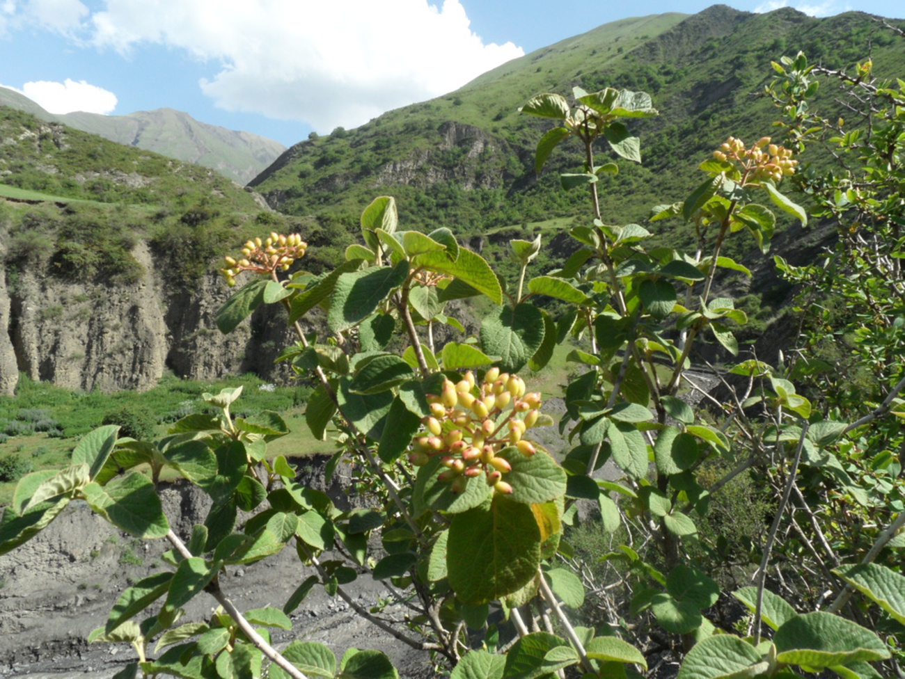 Image of Viburnum lantana specimen.