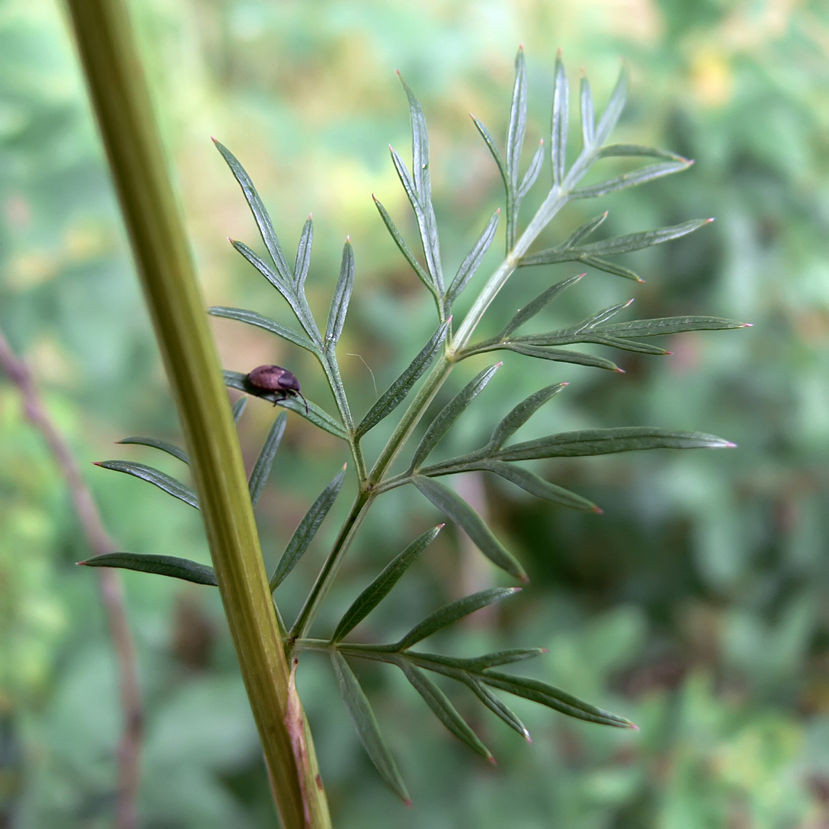 Image of Kadenia dubia specimen.