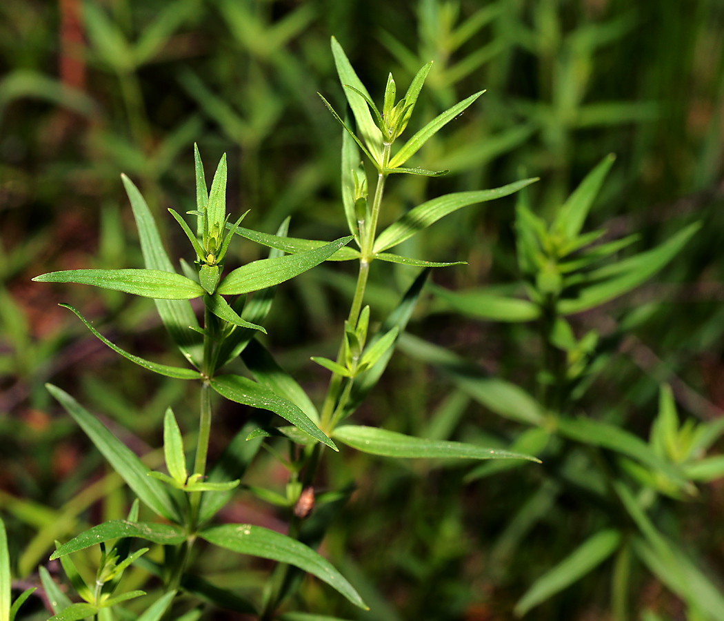 Image of Galium boreale specimen.