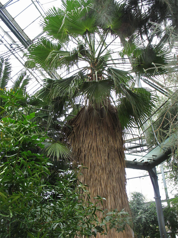 Image of Washingtonia robusta specimen.