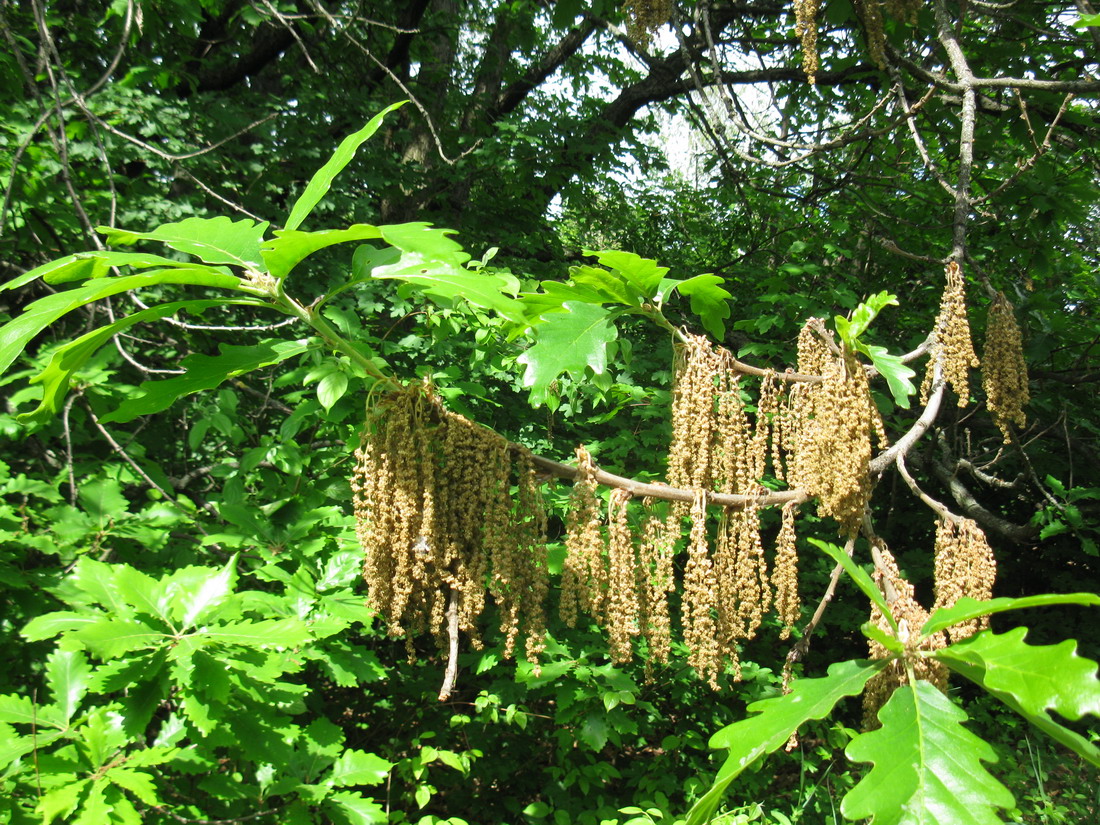 Image of Quercus macranthera specimen.