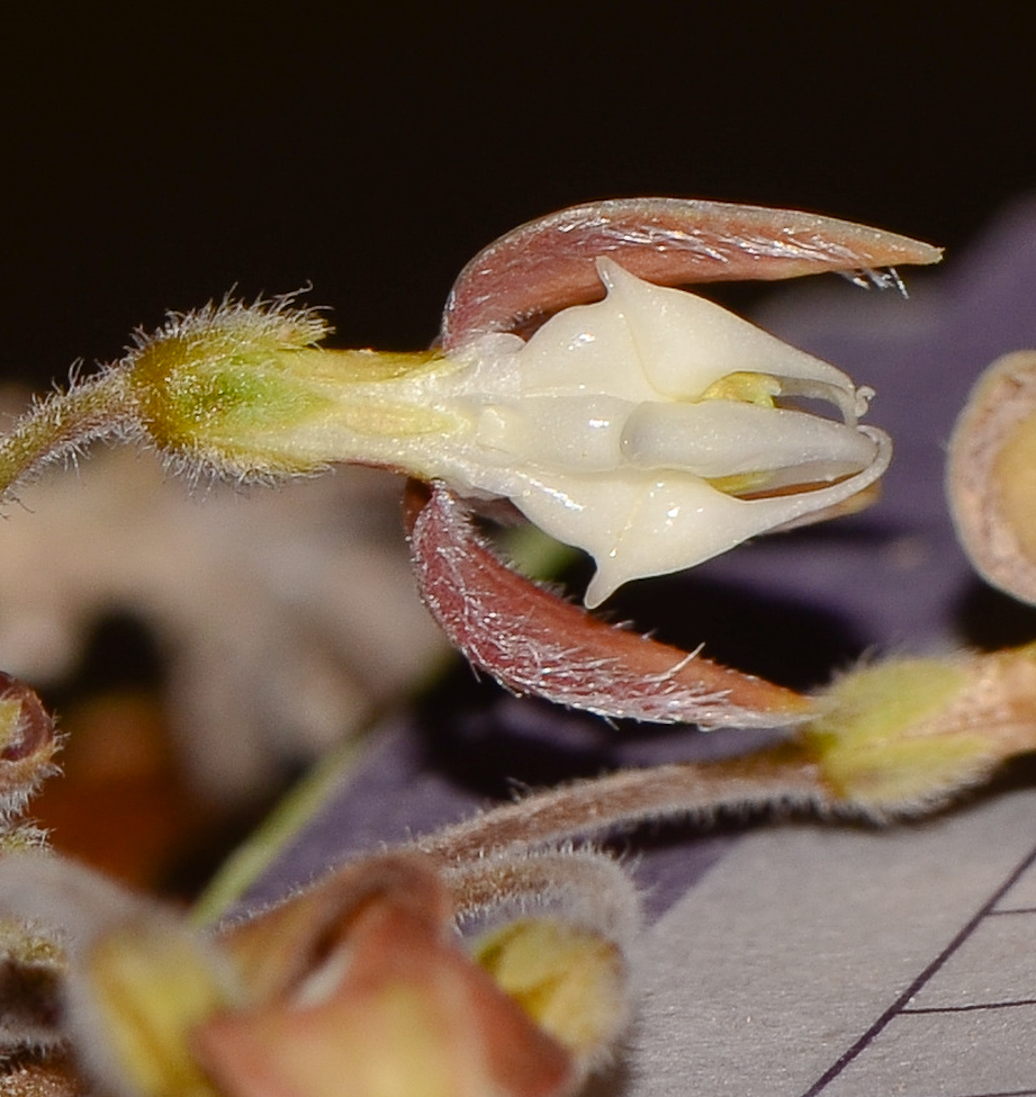 Image of Pergularia tomentosa specimen.