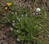 Thymus marschallianus