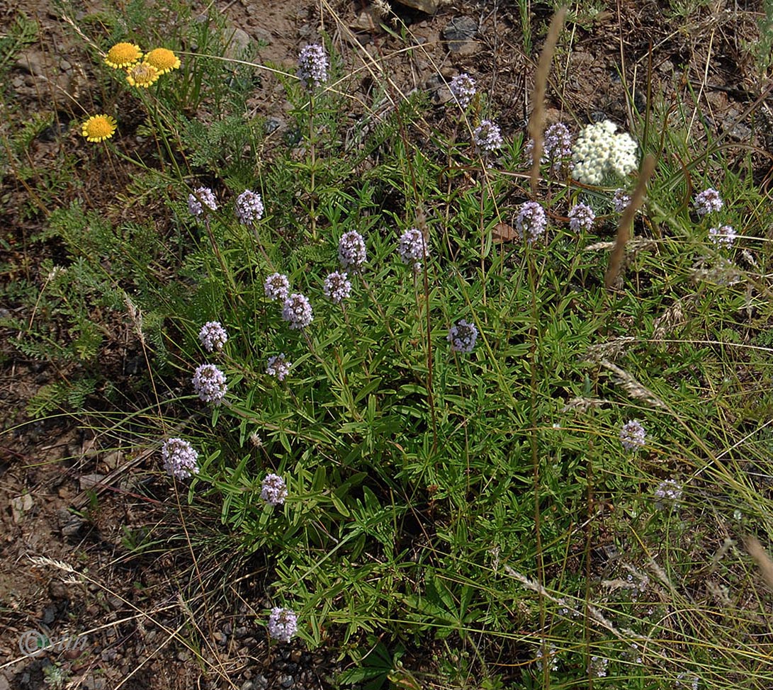 Image of Thymus marschallianus specimen.