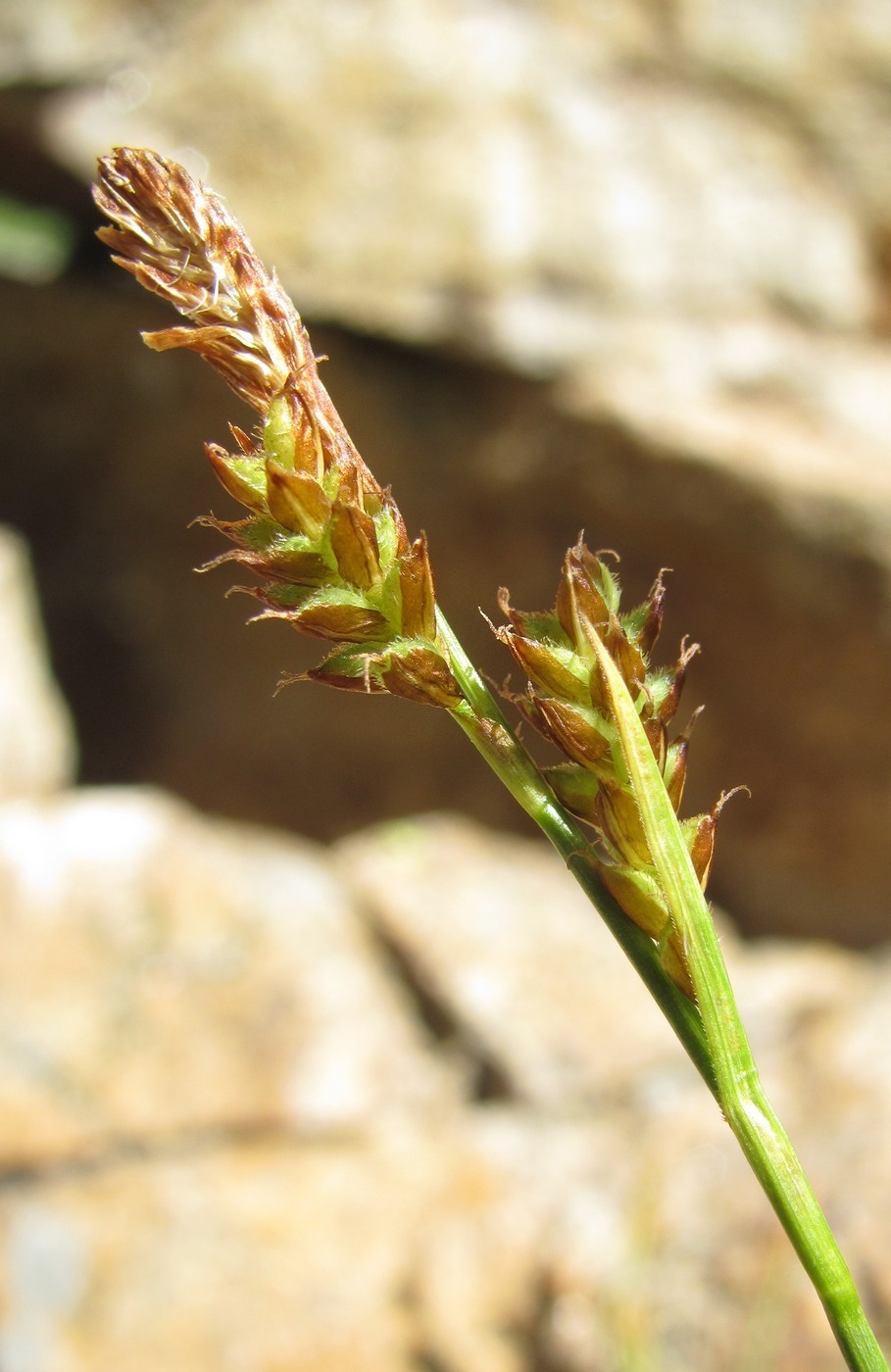 Image of genus Carex specimen.