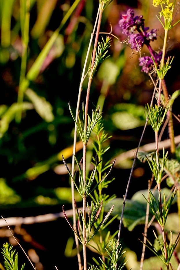 Изображение особи Galium verum.