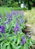 Salvia farinacea