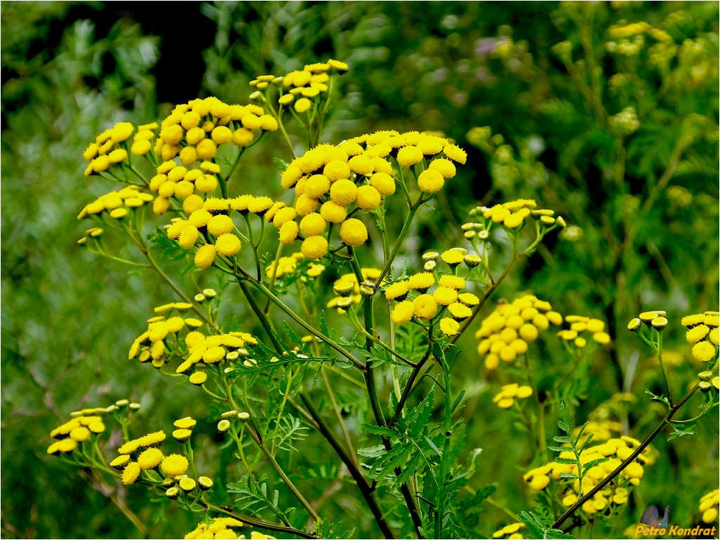 Image of Tanacetum vulgare specimen.