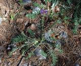 Oxytropis lazica