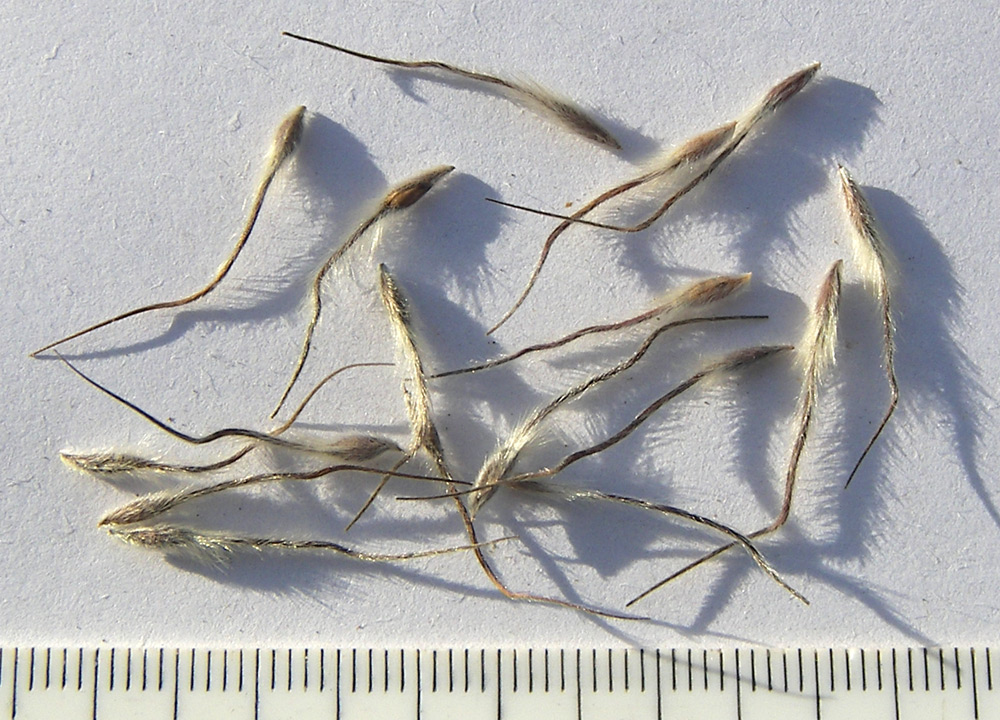 Image of Pulsatilla albana specimen.