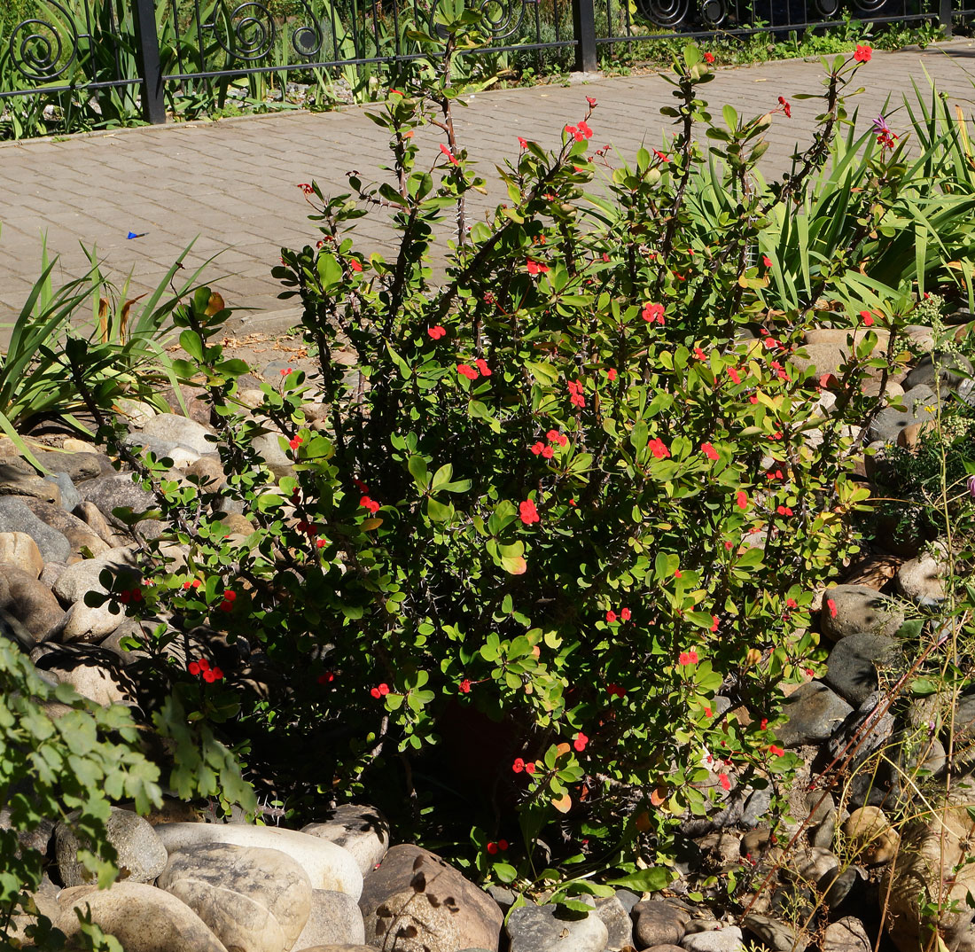 Image of Euphorbia splendens specimen.