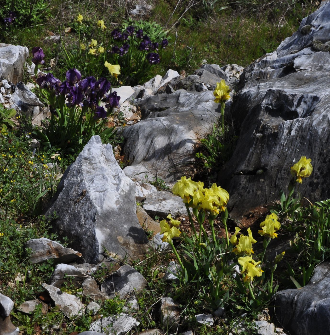 Image of Iris reichenbachii specimen.