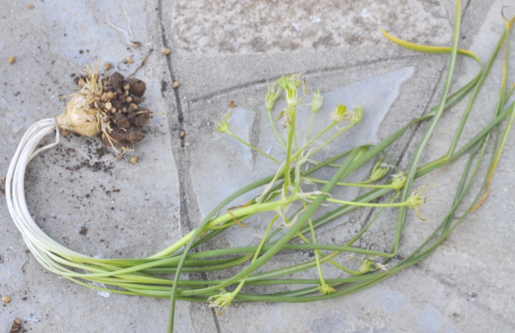 Image of Ornithogalum wiedemannii specimen.