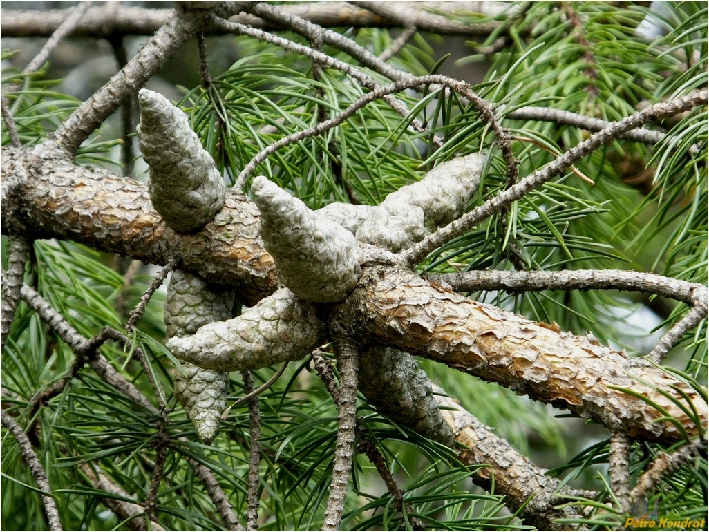 Image of Pinus banksiana specimen.