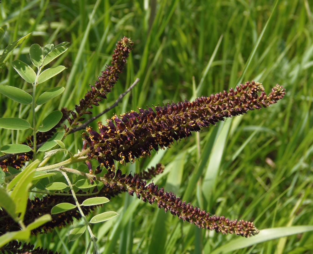 Изображение особи Amorpha fruticosa.