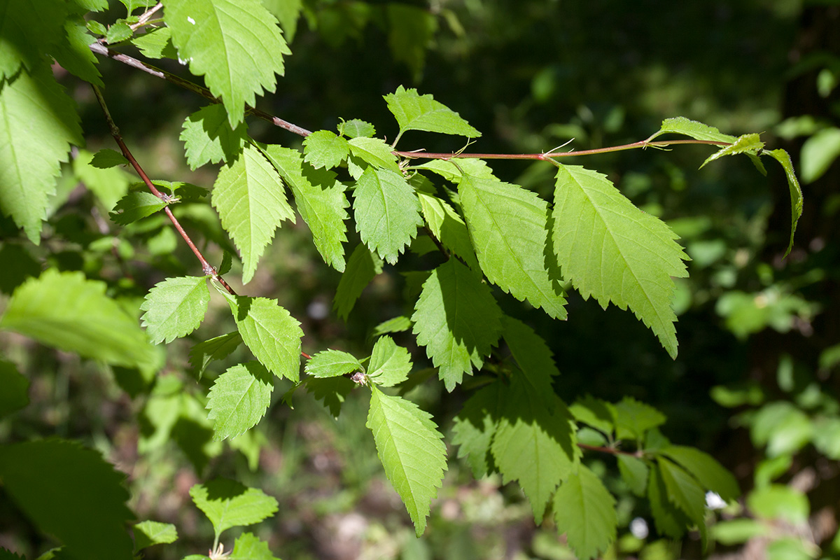 Изображение особи Louiseania ulmifolia.