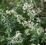 Galium mollugo