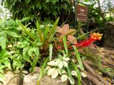 familia Bromeliaceae. Цветущее растение. Таиланд, о-в Пхукет, ботанический сад. 16.01.2017.