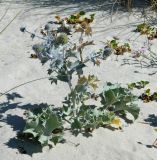 Eryngium maritimum