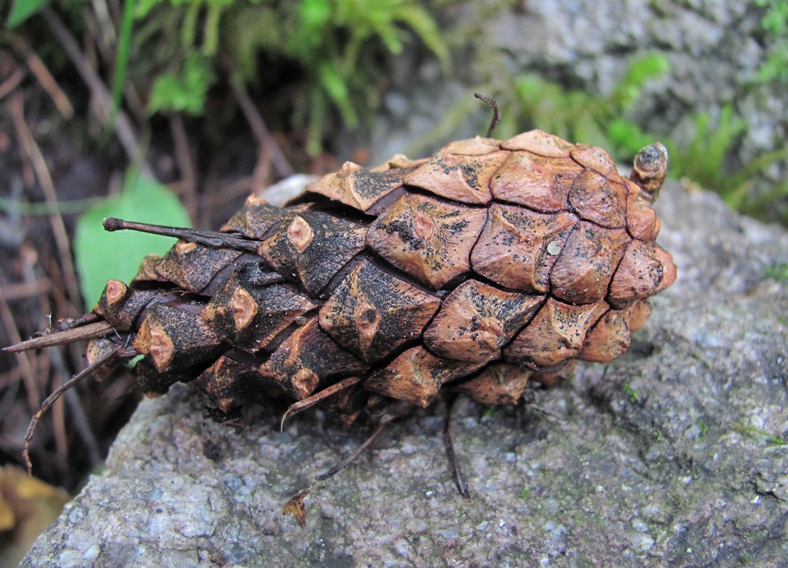 Image of Pinus sylvestris ssp. hamata specimen.